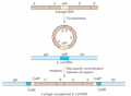 Site-specific recombination, establishing lysogeny in bacteriophage l