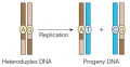 Generation of progeny phage containing two genotypes by replication of heteroduplex DNA
