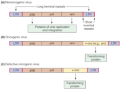 Structure of retroviral genomes in the integrated state