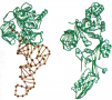 The striking structural similarity between the translocation factor EF-G (right) and the ternary