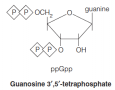 Guanosine 3’,5’-tetraphosphate senses amino acid starvation