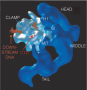 The structure of yeast Mediator in complex with RNA polymerase II