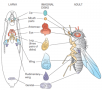 Imaginal disks in the development of Drosophila