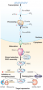 Biogenesis of miRNA