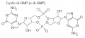 Cyclic di-guanosine monophosphate (c-di-GMP)