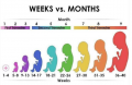 Fetus Development Weekly vs. Monthly