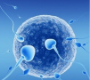 Sperm and Egg Cell Movements Before and After Fertilization