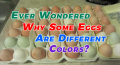 Egg Colors