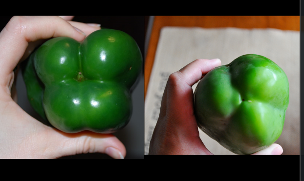 Bell Pepper Gender (فلفل اخضر)