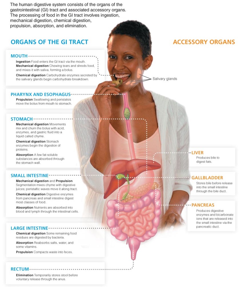 The Digestive System