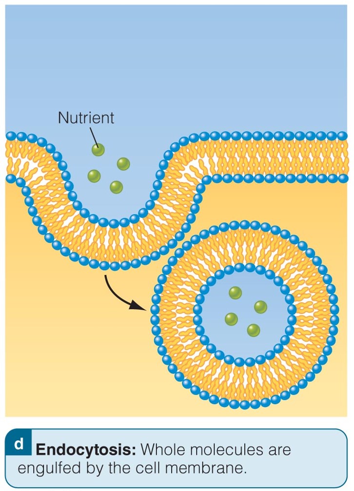 Endocytosis: Absorption Methods in the Small Intestine