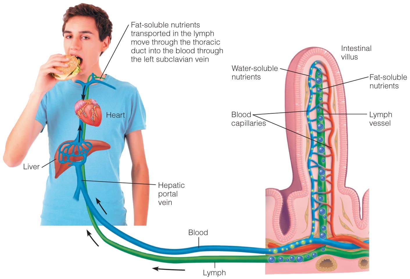 The Circulatory and Lymphatic Systems Blood and lymph are fluids that circulate throughout the body