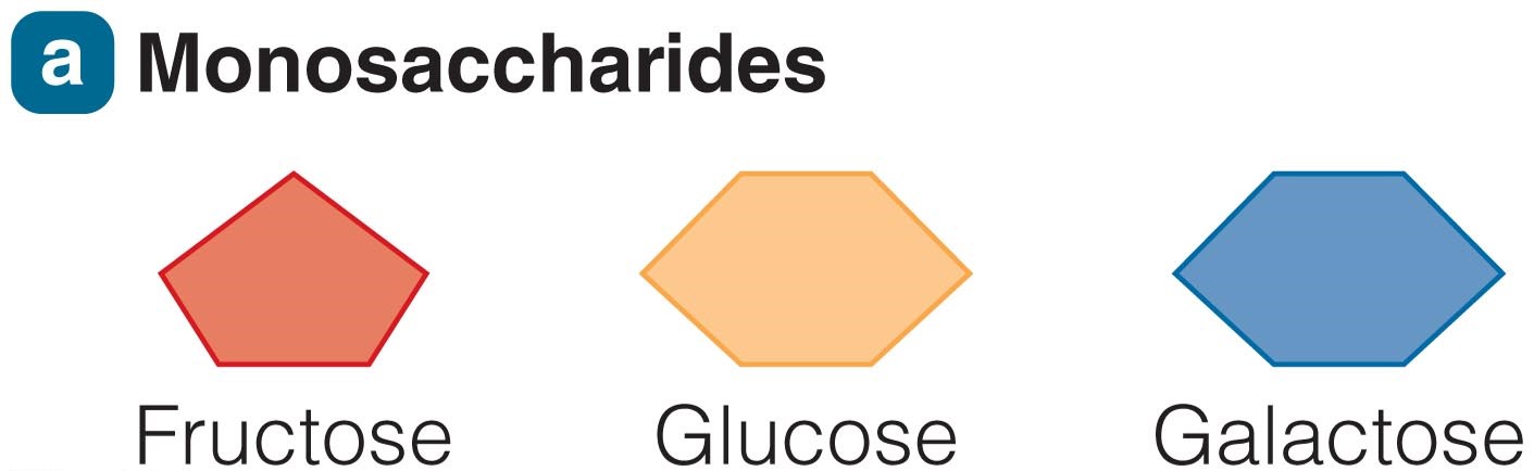 Creating Monosaccharides, Disaccharides, and Polysaccharides