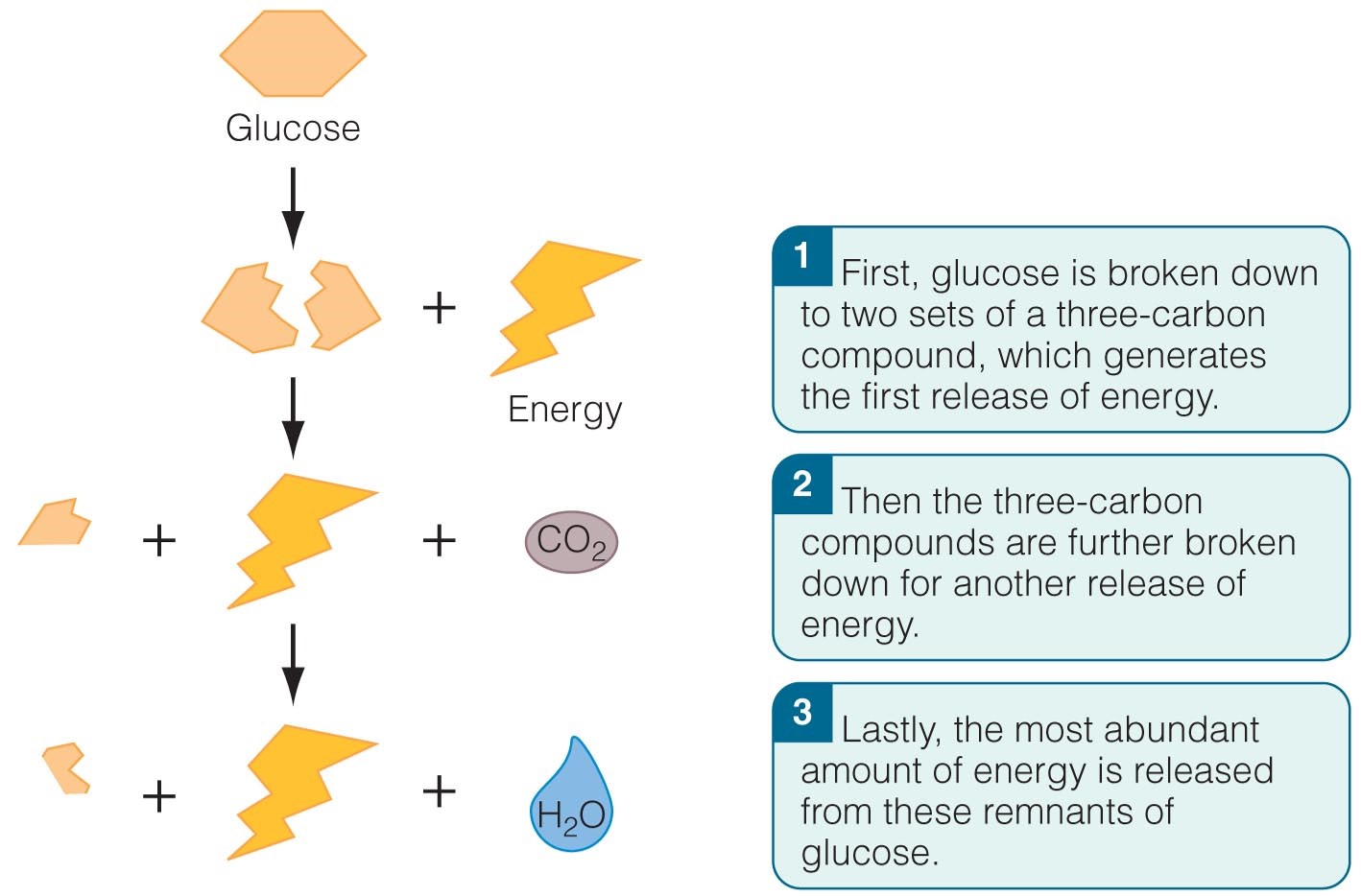 Generating Energy from Glucose When your body needs to break down glucose