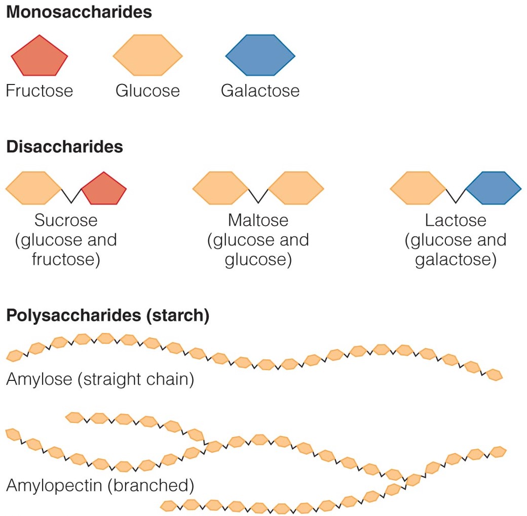 Carbohydrates Are Energy-Containing Nutrients