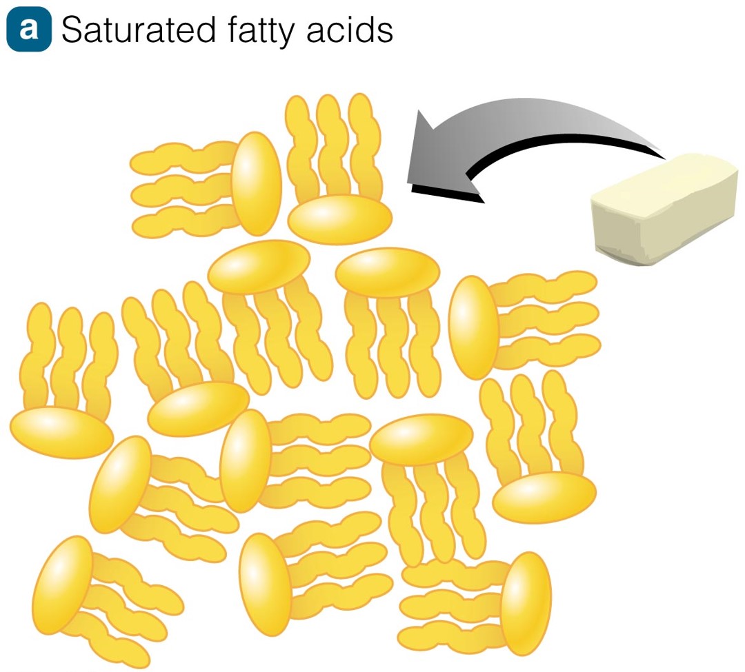 Saturated Fatty Acids