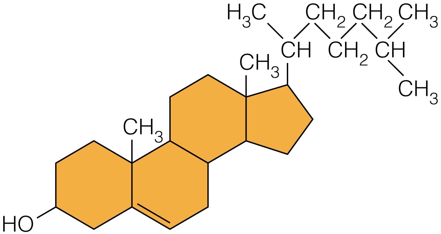 Structure of a Sterol Rather than being made from fatty acids