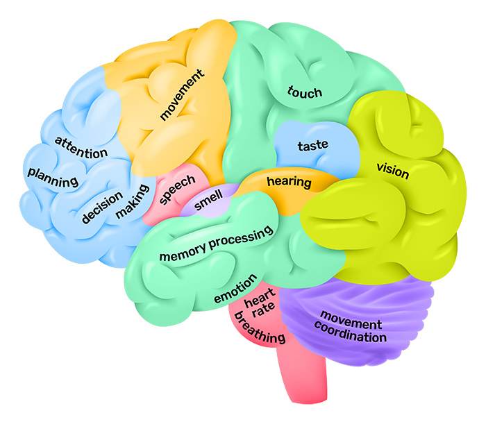 Lobes of the brain