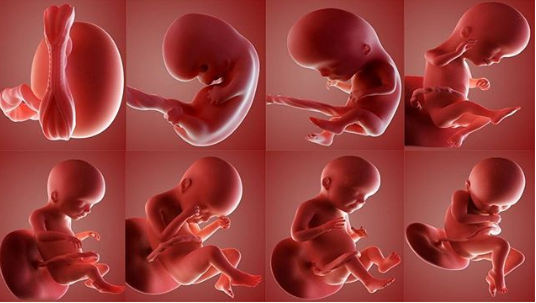 Fetal Development Timelines