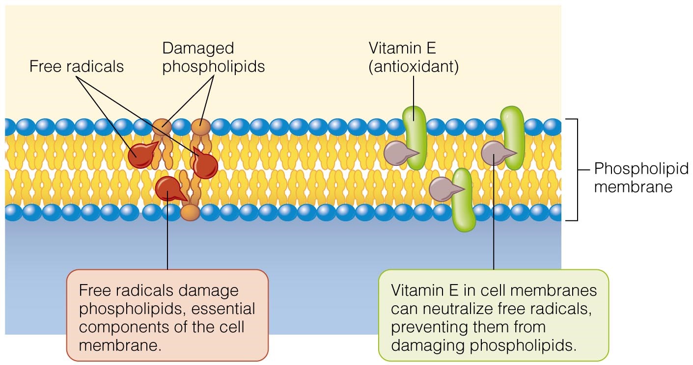 Vitamin E as an Antioxidant