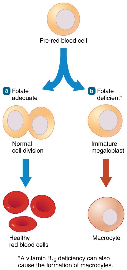 Altered Red Blood Cells with Folate Deficiency