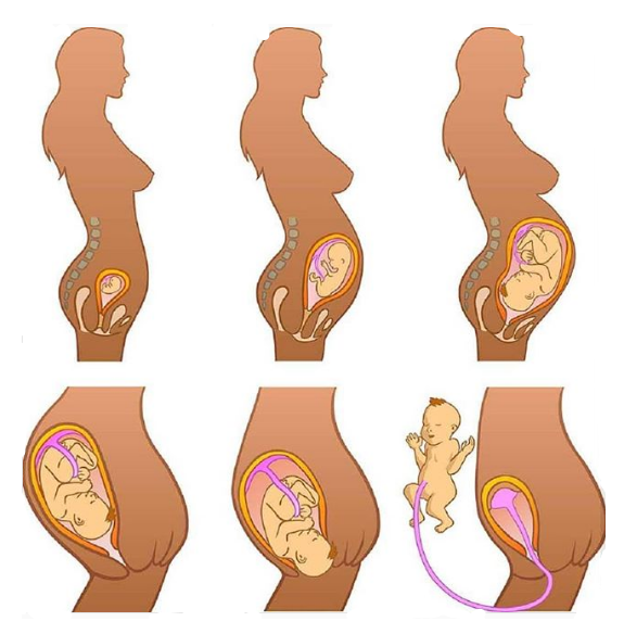 Stages of pregnancy and childbirth "مراحل الحمل و الولادة"