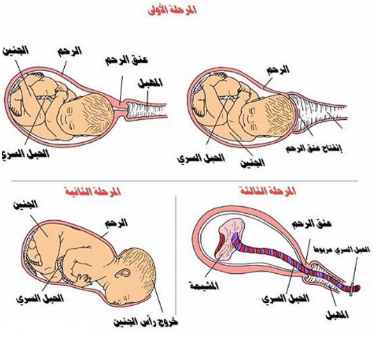 Stages of Natural Fetal Birth "مراحل الولادة الطبيعية"