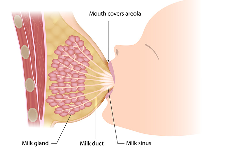 Does pregnancy occur during breastfeeding? "هل يحدث حمل أثناء الرضاعة