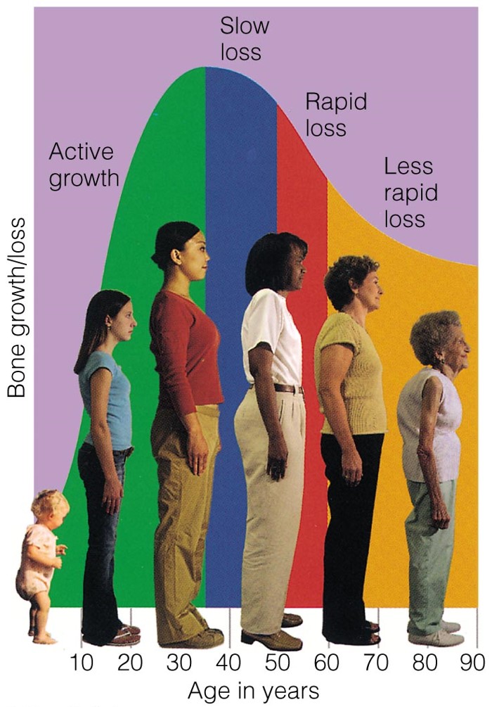 Change in Bone Mass over Time In your early years, more bone mass is added than lost in your body