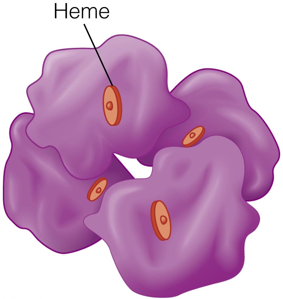 Hemoglobin Contains Heme Iron