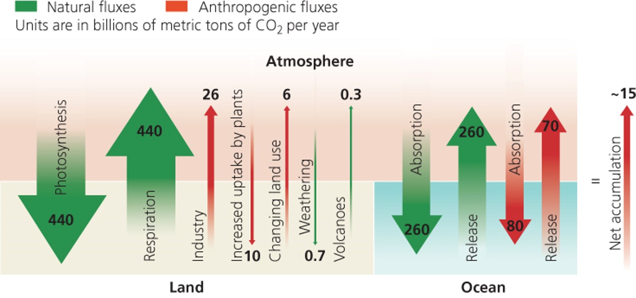 Human activity has released carbon from sequestration in long-term reservoirs