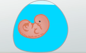 How much water does the amniotic sac hold?