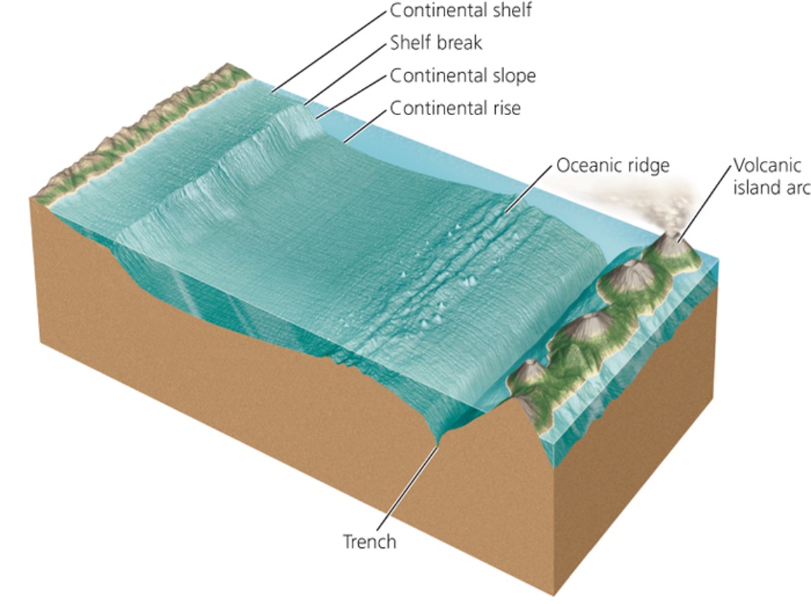 A stylized bathymetric profile of the ocean