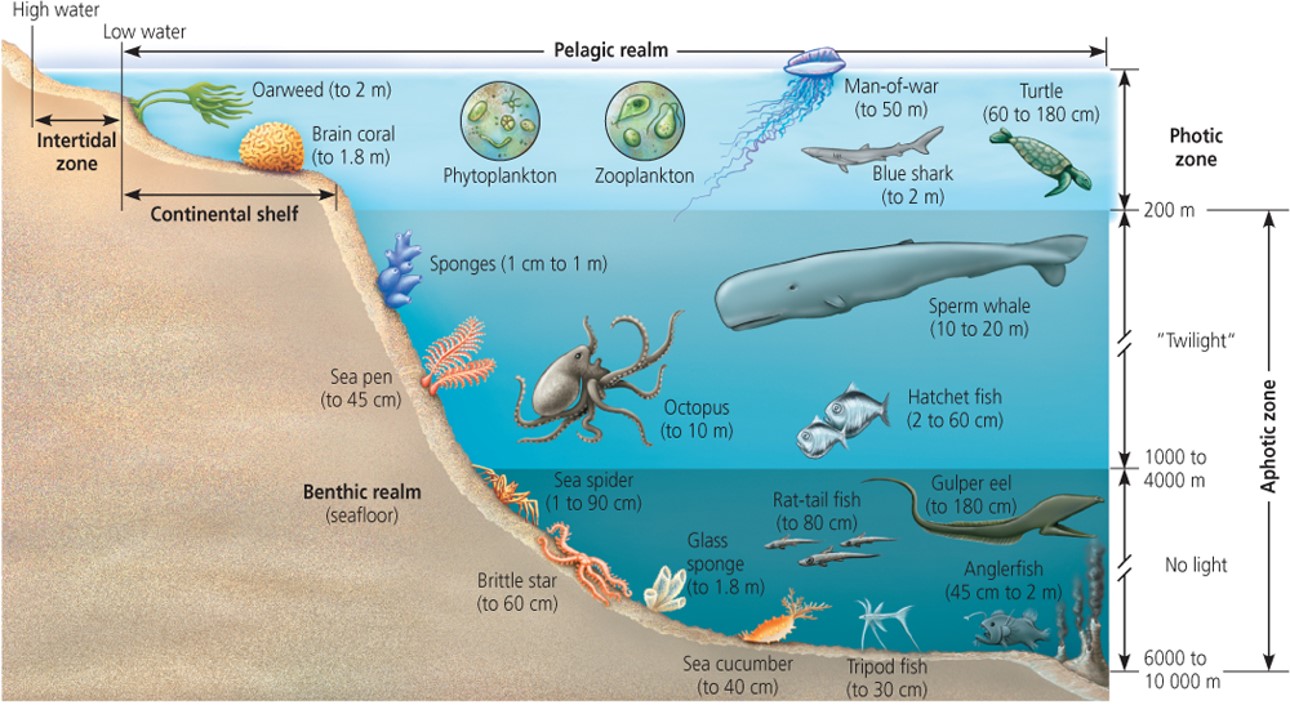 Marine and coastal ecosystems