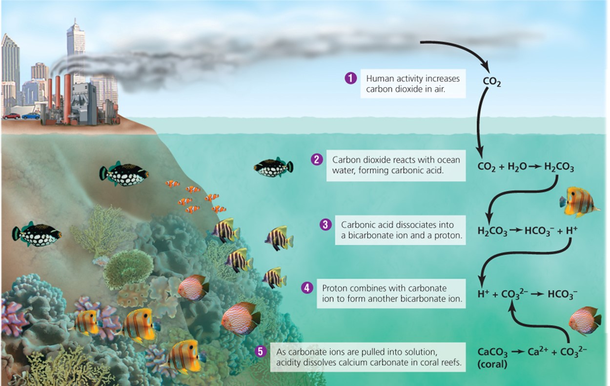 Shallow-water systems are highly productive