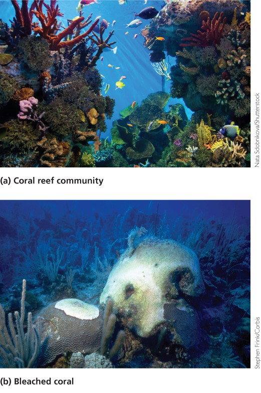 Coral bleaching