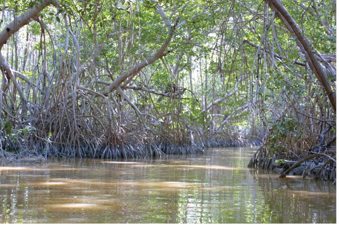 Mangroves