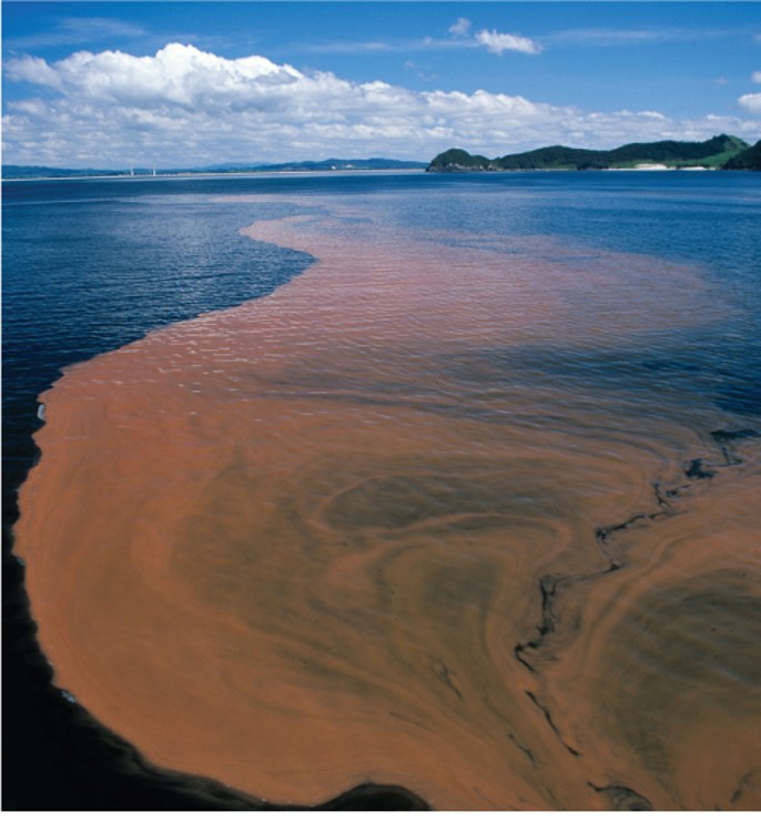 Excess nutrients cause algal blooms