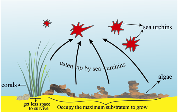 The normal food link between sea urchins and algae/ Corals