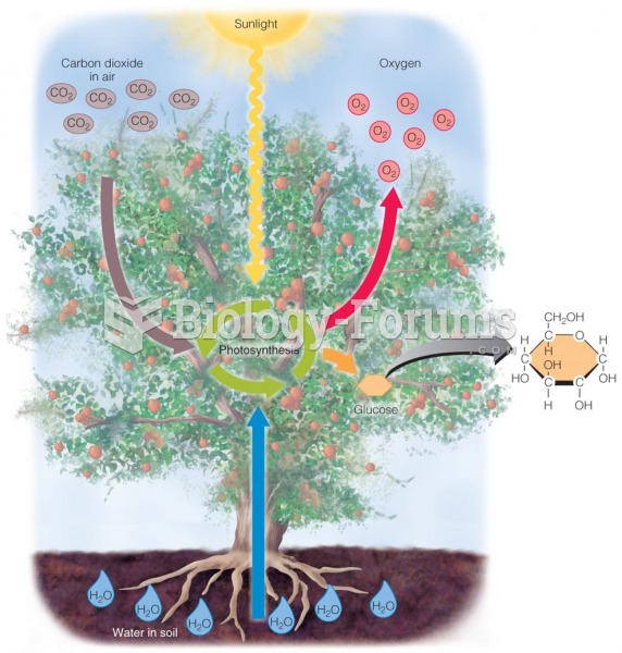 Photosynthesis: How Glucose Is Made During photosynthesis, the leaves of green plants absorb