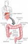 Anatomy of the Large Intestine By the time chyme reaches the large intestine, most of its nutrients