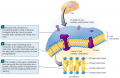 Phospholipids’ Role in Your Cell Membranes