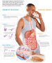 Protein Digestion and Absorption