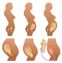 Stages of pregnancy and childbirth &quot;مراحل الحمل و الولادة&quot;