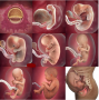 Fetal development from 1 month to 9 months