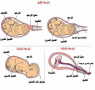 Stages of Natural Fetal Birth &quot;مراحل الولادة الطبيعية&quot;