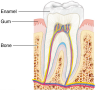 Structure of a Tooth