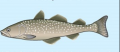 Atlantic Cod: Gadus morhua