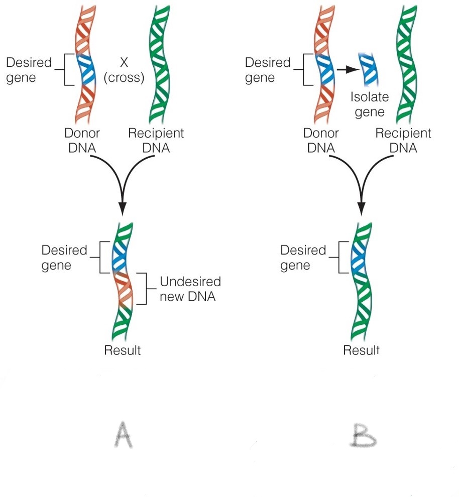 Plant Breeding versus Genetic Engineering