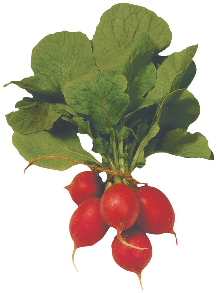 Radish